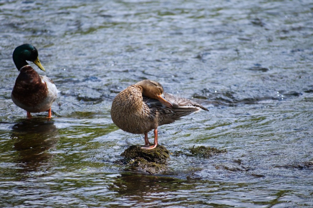 Photo of a female mallard preening itself while a male mallard watches.
