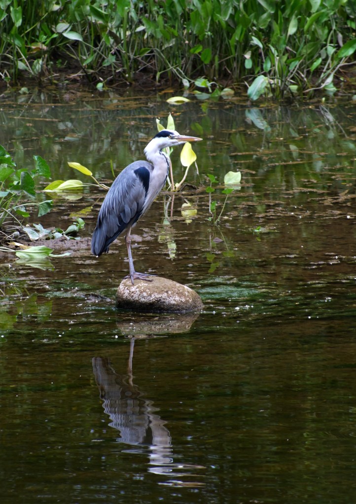 A side photo of a heron standing on a rock with a partial reflection in the water of the river Nore.