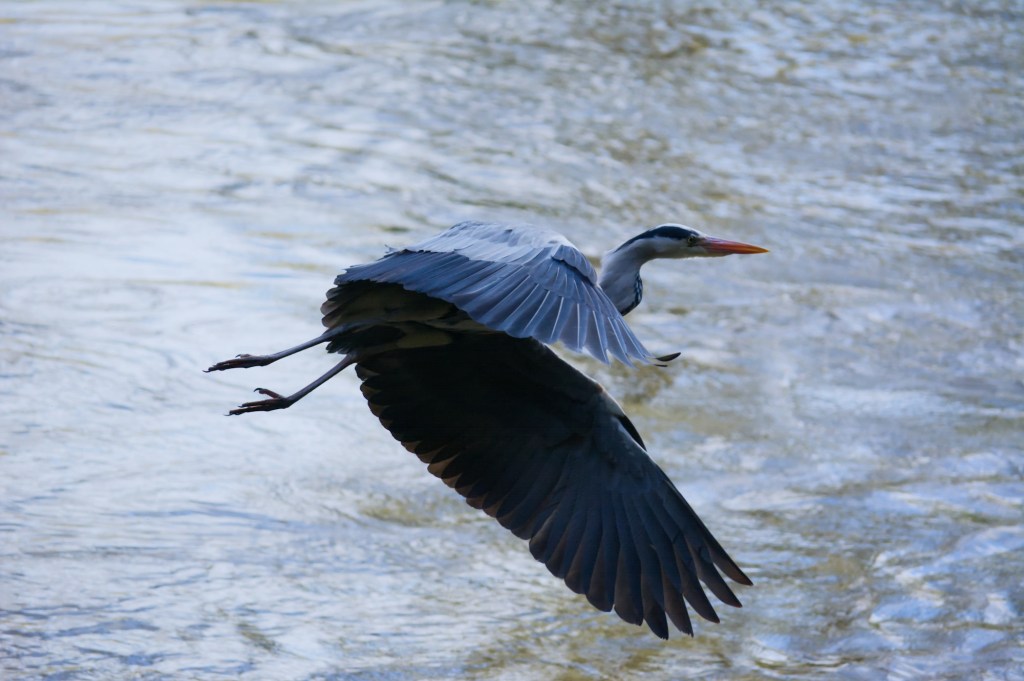 Photo of a Heron in flight over the river Nore in Inistioge.