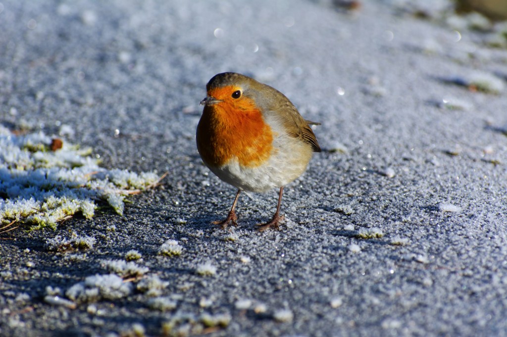 A Robin standing on top of a frosty wall.